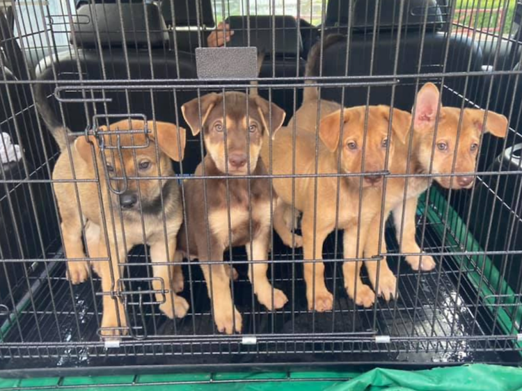 Sai Kung Stray Friends