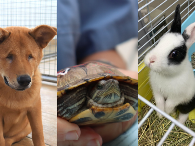 SPCA (HK) 香港愛護動物協會 SPCA (HK) 香港愛護動物協會
