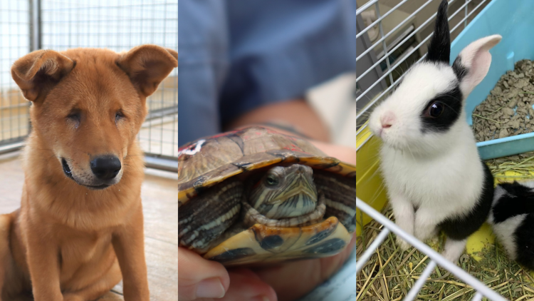 SPCA (HK) 香港愛護動物協會