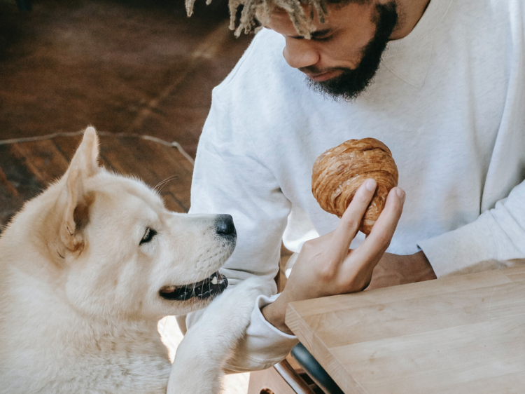 Dog-friendly cafés