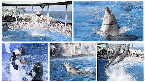 日本デジタル水族館