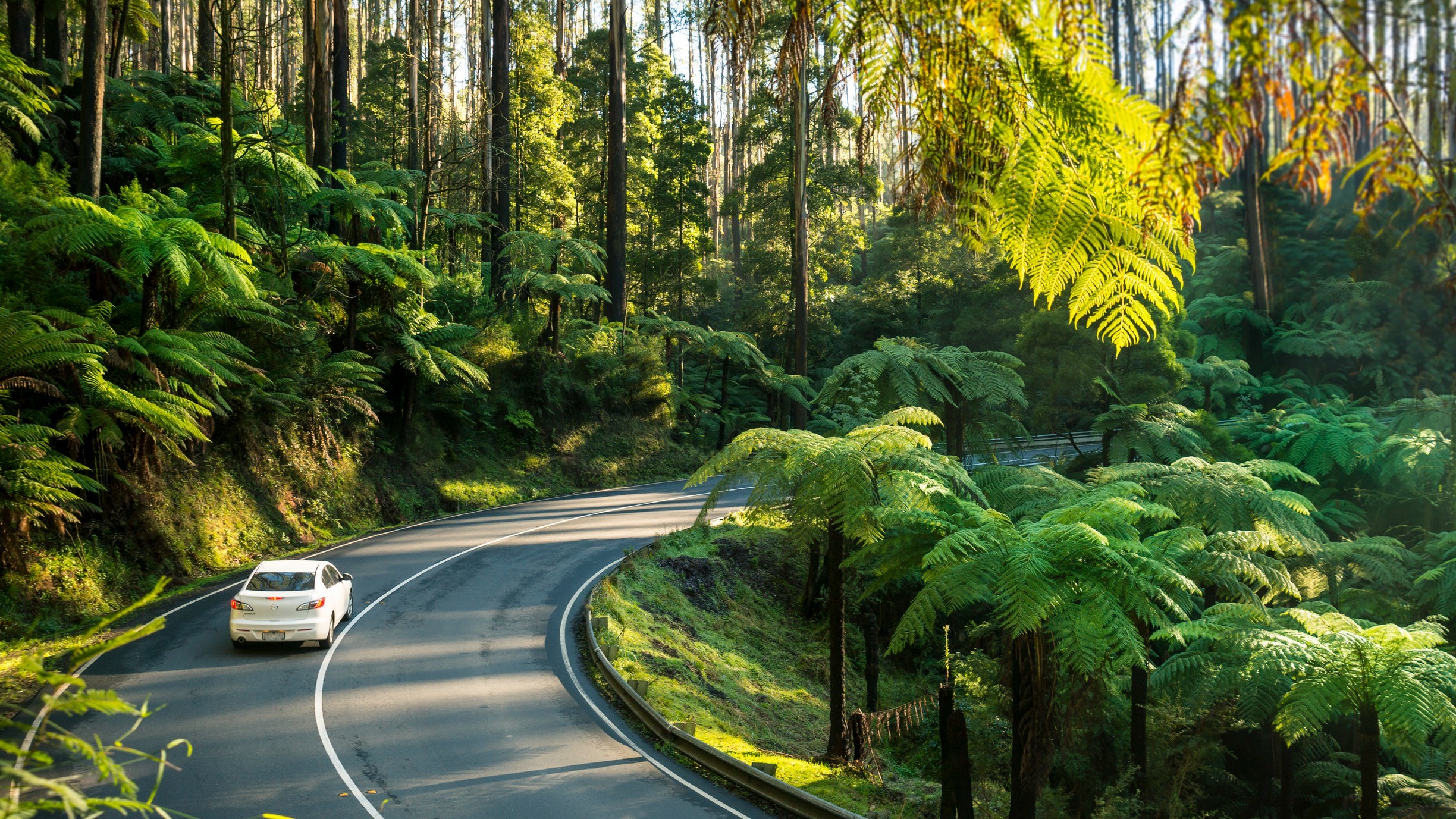 A white sedan car drives on Black Spur road, a curving road surrounded by towering trees and lush ferns