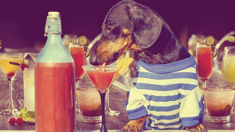 a dog drinking a cocktail