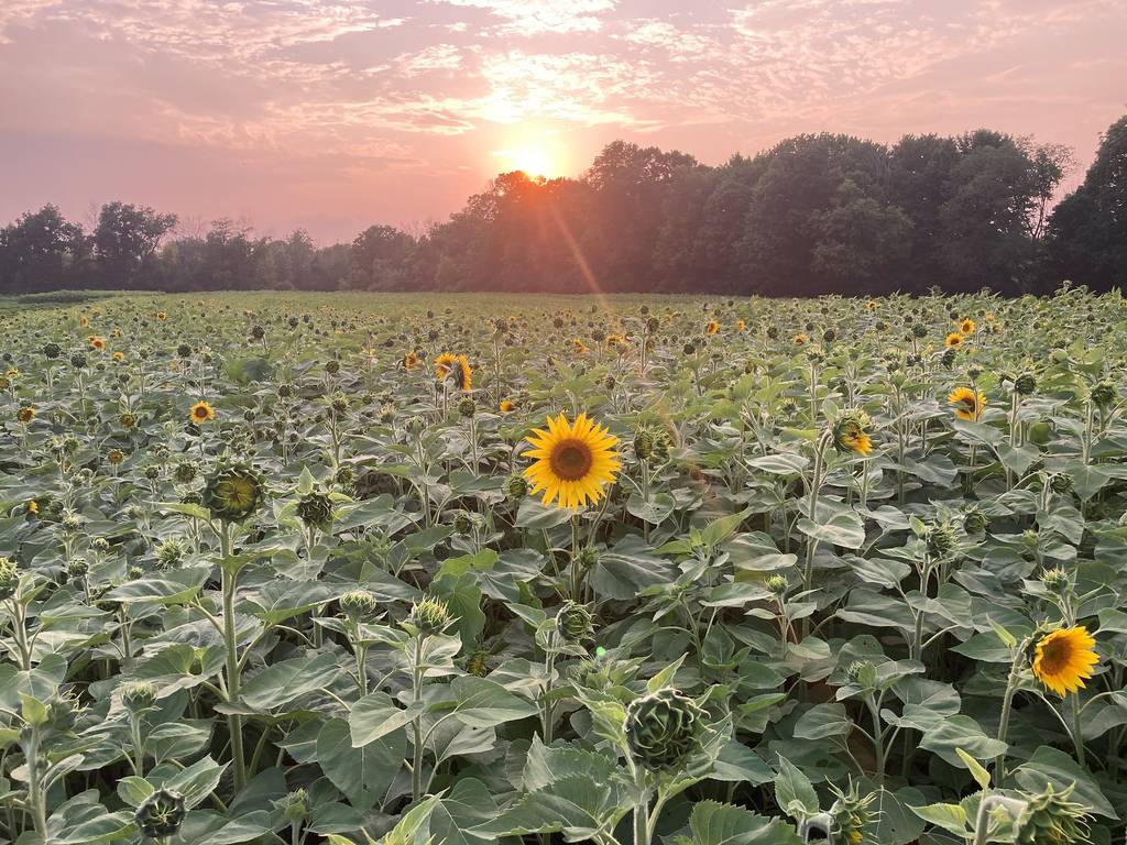 6 Beautiful Sunflower Fields Near Chicago
