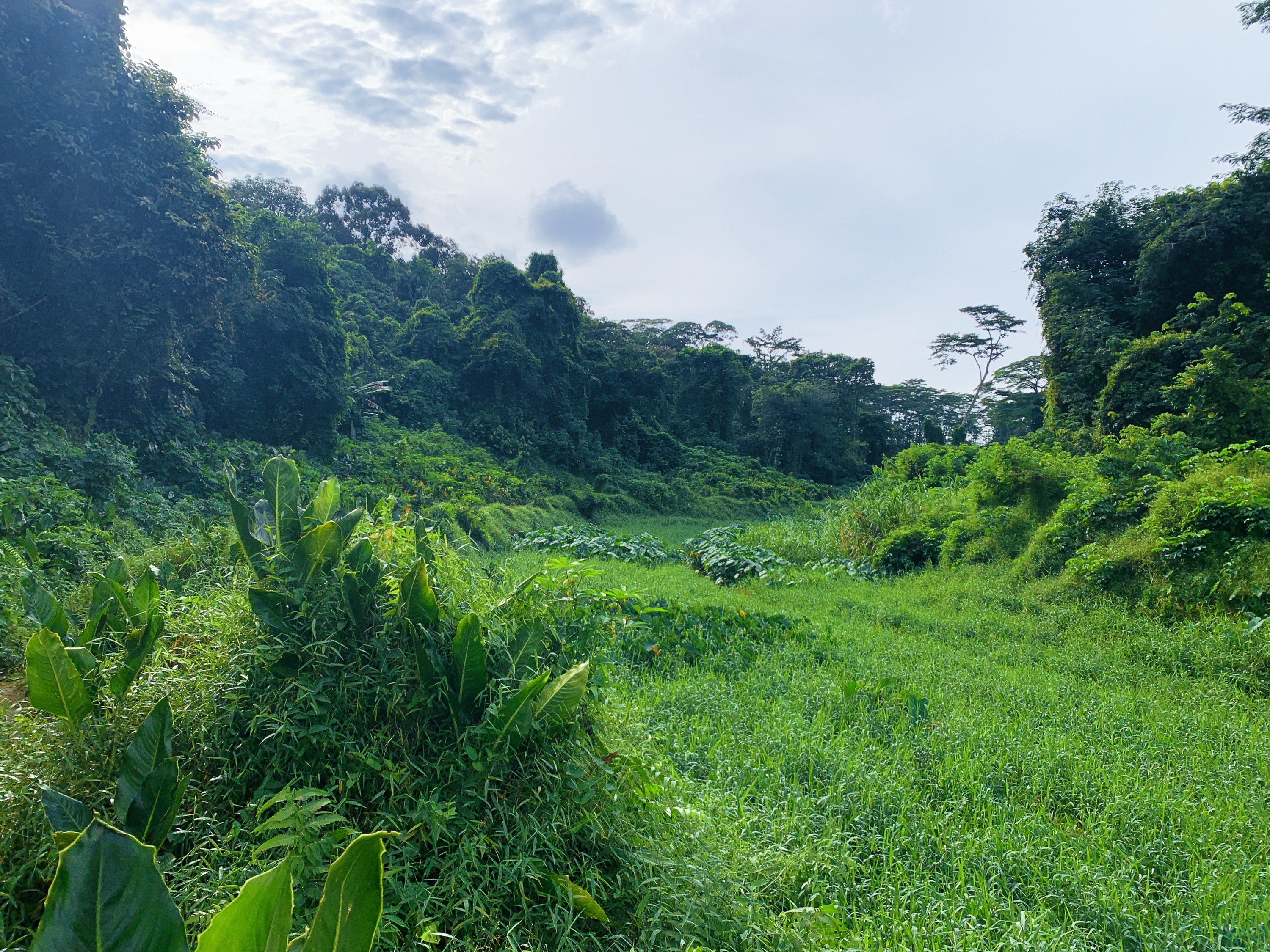 Clementi Forest