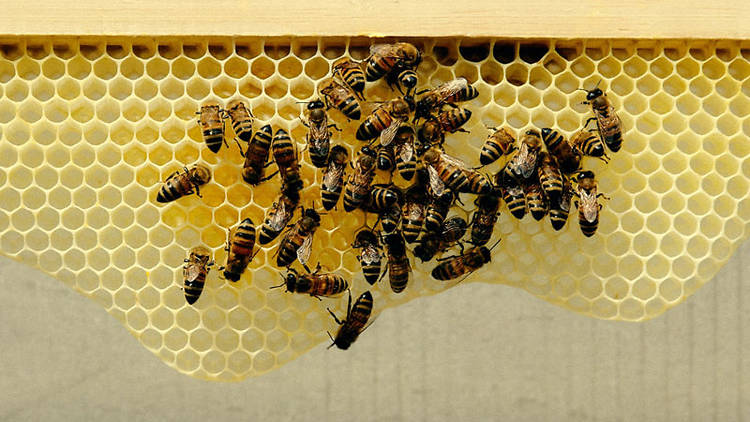 A group of bees crawl on a piece of honeycomb dangling from a strip of wood