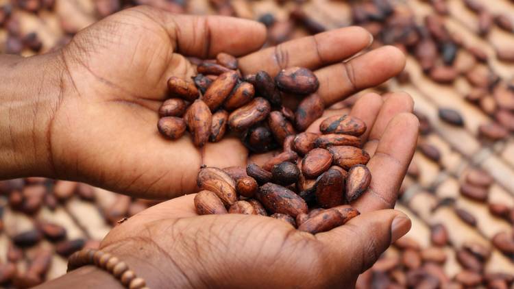 Reading between the lines: cacao vs. cocoa