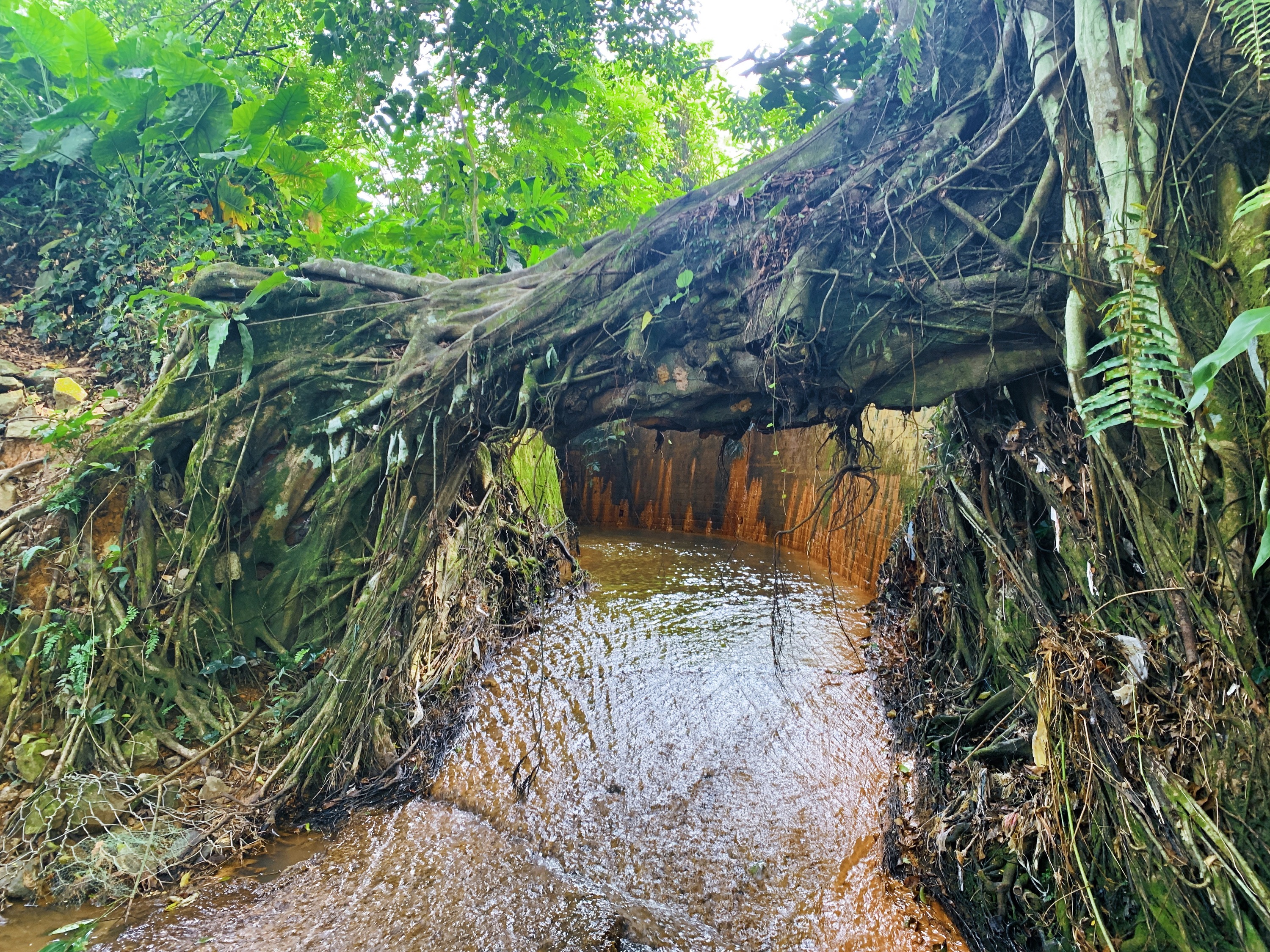 Clementi Forest