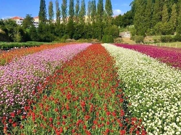 O Cantinho das Aromáticas tem perpétuas de todas as cores O Cantinho das Aromáticas tem perpétuas de todas as cores