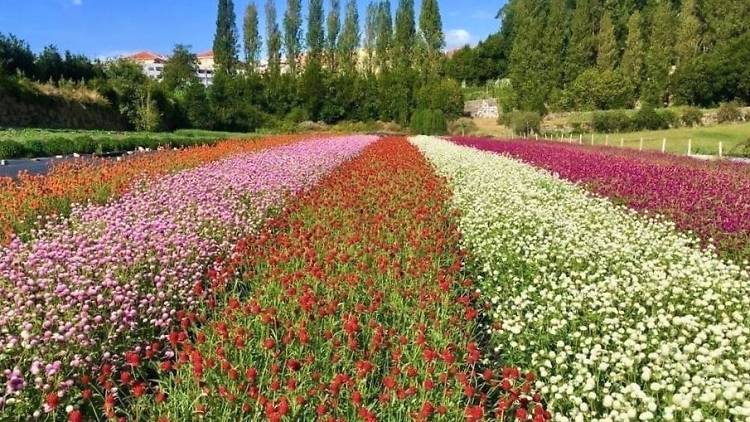 O Cantinho das Aromáticas tem  perpétuas de todas as cores