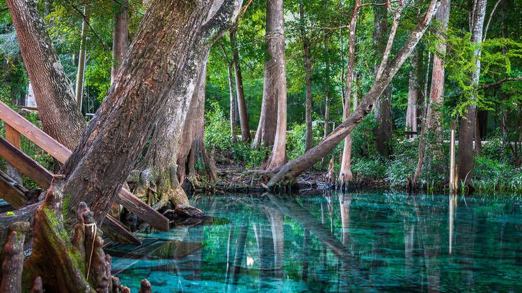 Top 7 Florida Springs to Visit: Refreshing Water, Manatees, & Camping!