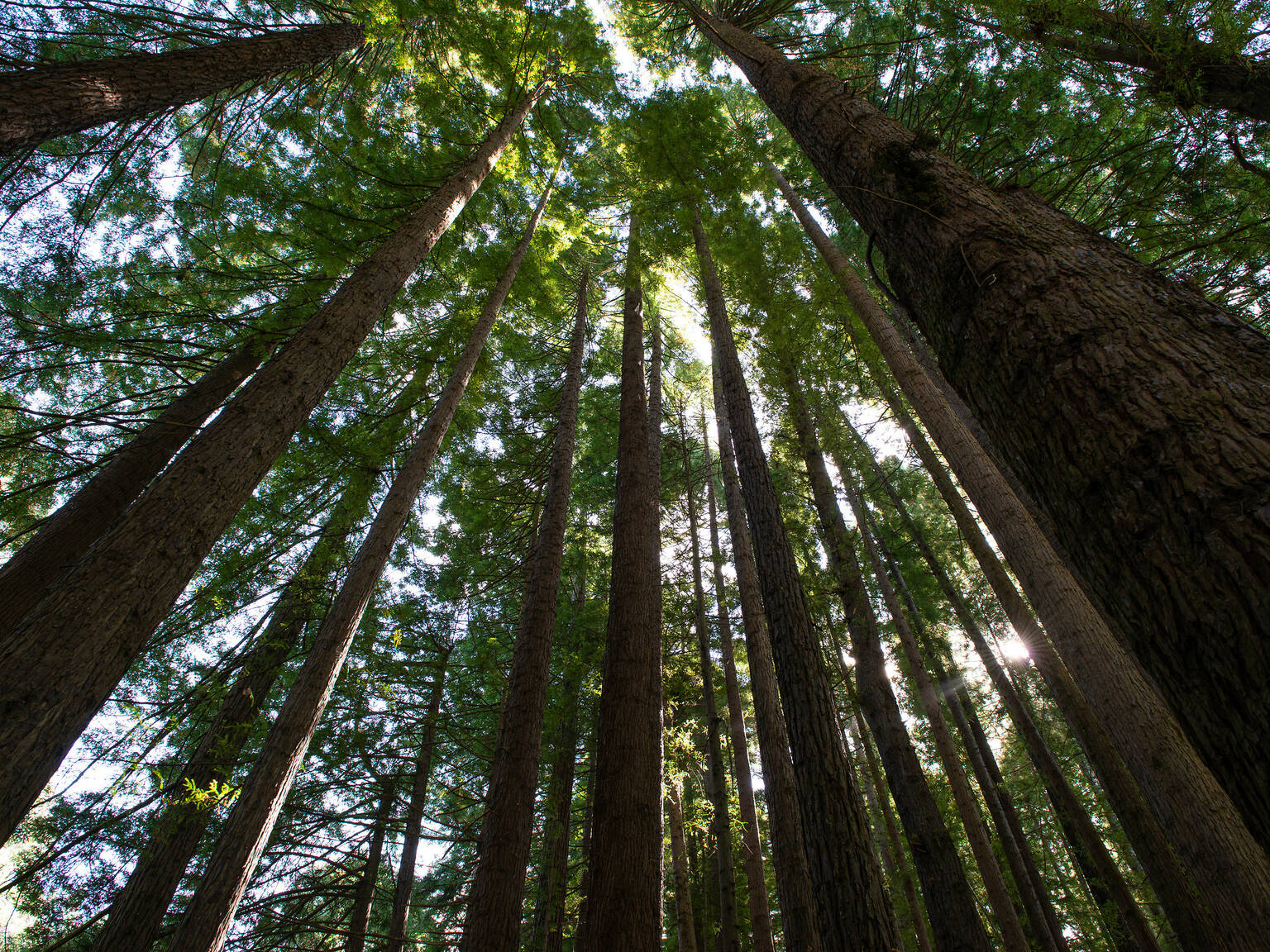 Californian Redwood Forests in Victoria and Melbourne: Where to find them