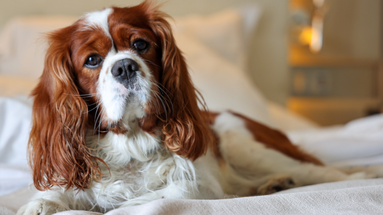 Cavalier king charles spaniel