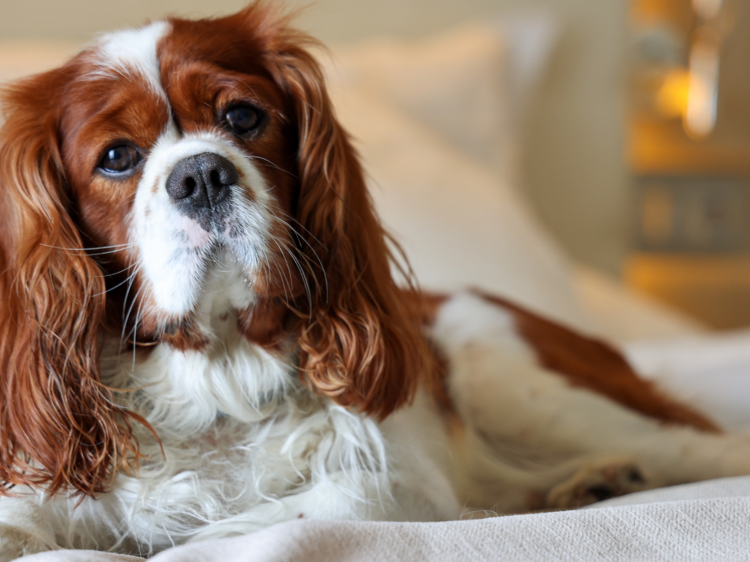 Cavalier king charles spaniel