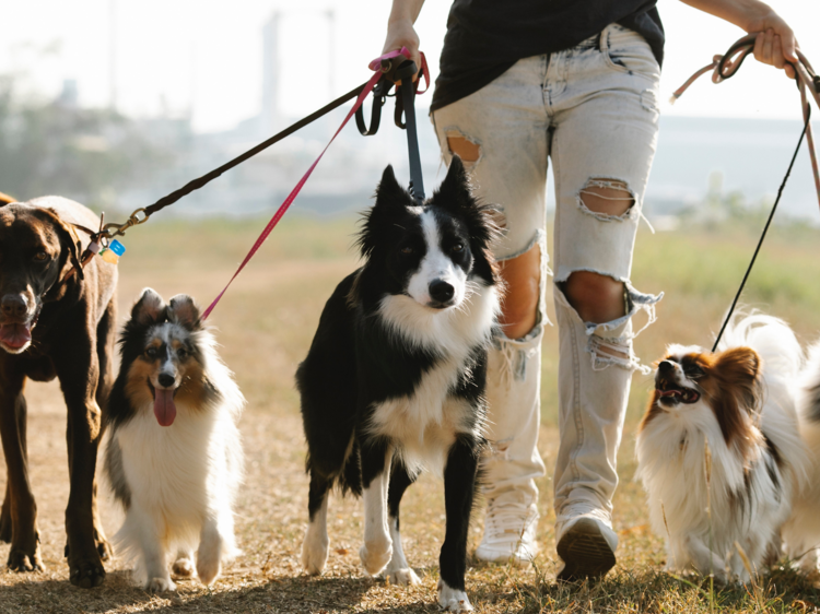 A guide to the best dog breeds for Melburnians