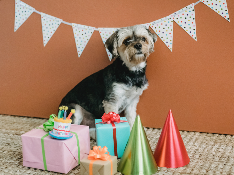 Dog birthday party