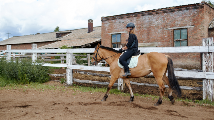 Equestrian - Dressage