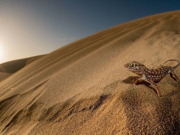 Vuelta a África: memorias de una biodiversidad perdida (Museo Nacional de Ciencias Naturales) Vuelta a África: memorias de una biodiversidad perdida (Museo Nacional de Ciencias Naturales)