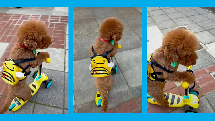 Poodle on a scooter