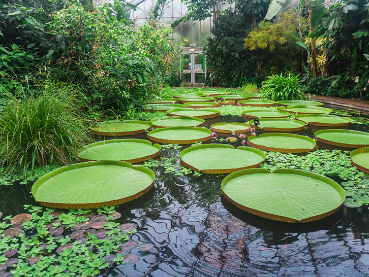 Royal Botanic Gardens, Edinburgh