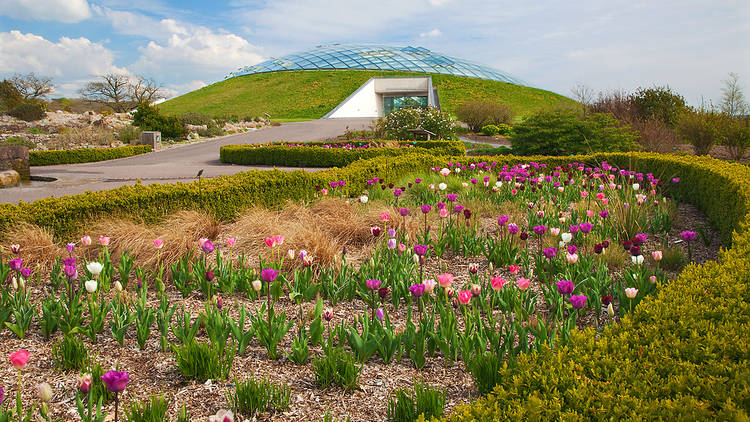 A hillside covered in pink and purple flowers at the National Botanic Garden of Wales