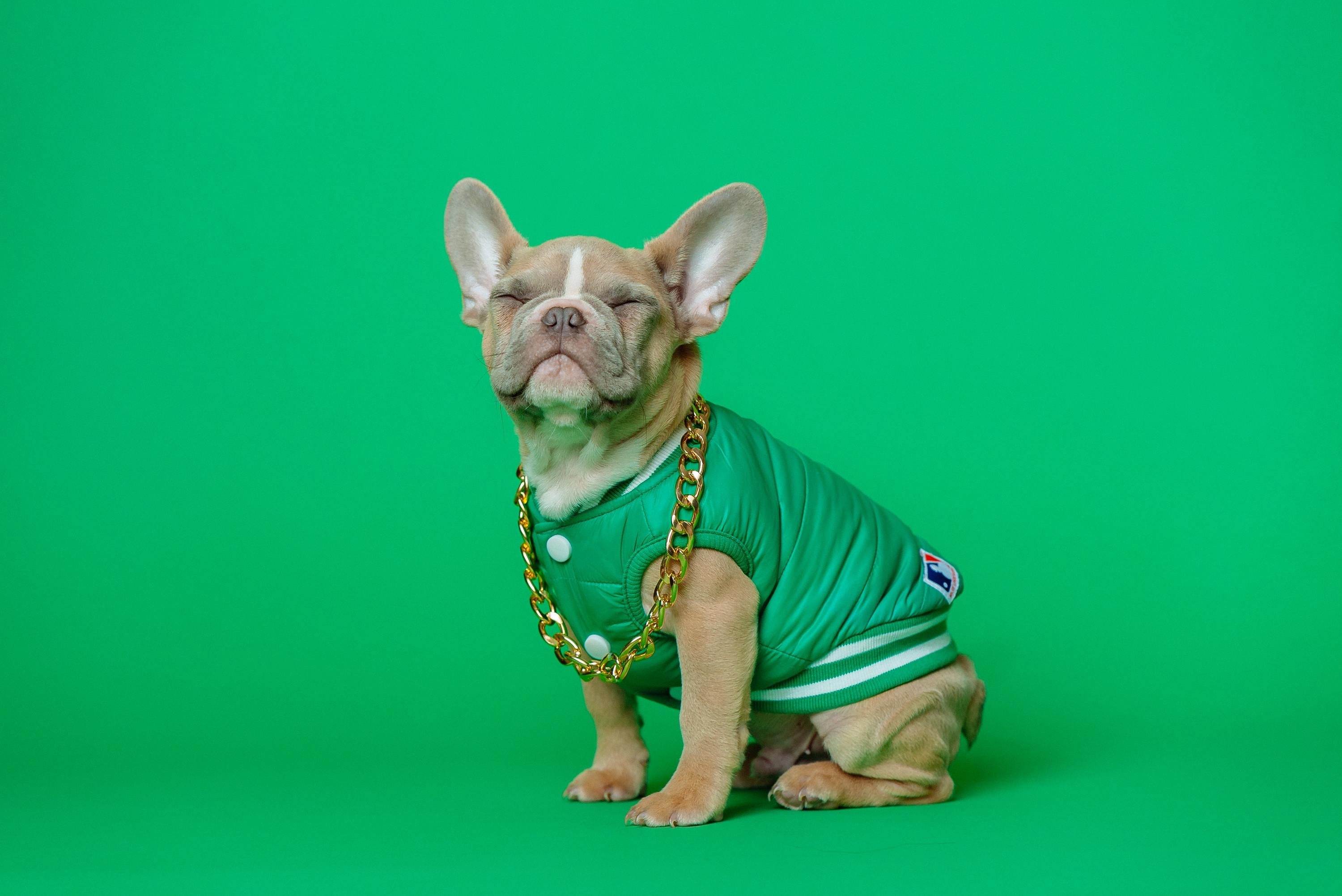 Fashion PUP A Dog Fashion Show Is Coming To The Mile End This Weekend