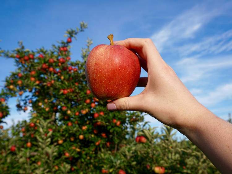 Apple Festival at Peddler’s Village