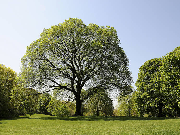 Have a picnic in Prospect Park