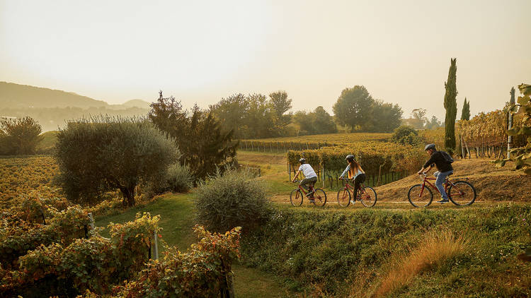 Three cyclists cycling through rural countryside on a bike and wine tour in Mendrisiotto, Switzerland.