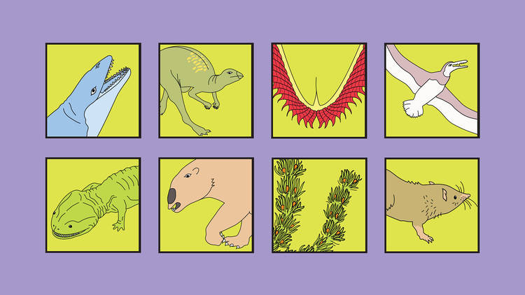 Graphics of eight fossils that could be Victoria's next fossil emblem