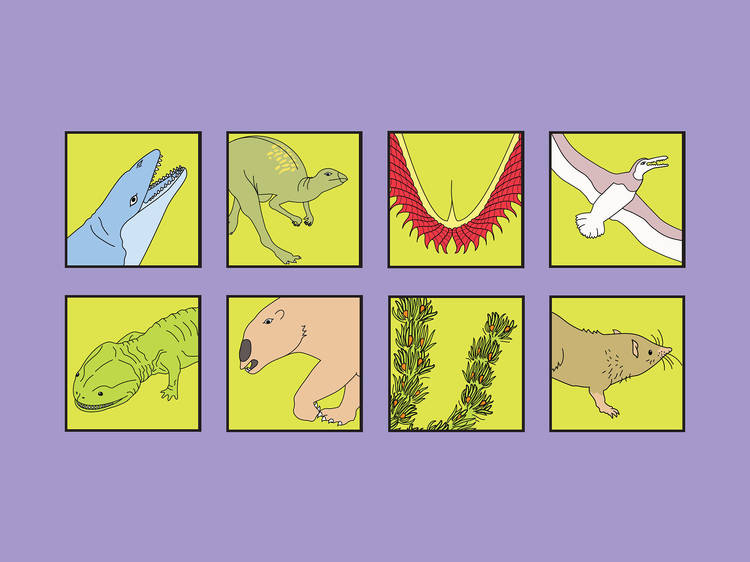 Graphics of eight fossils that could be Victoria's next fossil emblem