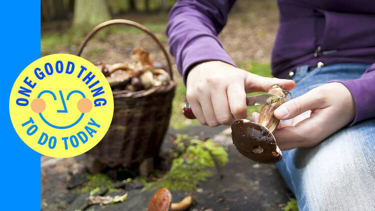 Channel your inner scout and learn to forage for nutritious fungi