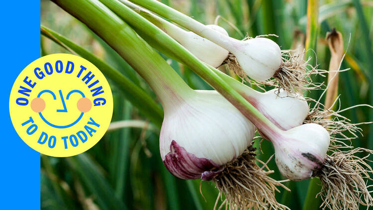 No pressure, but this heirloom farmer might help reduce your blood pressure