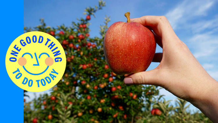 Pick apples in Fishkill