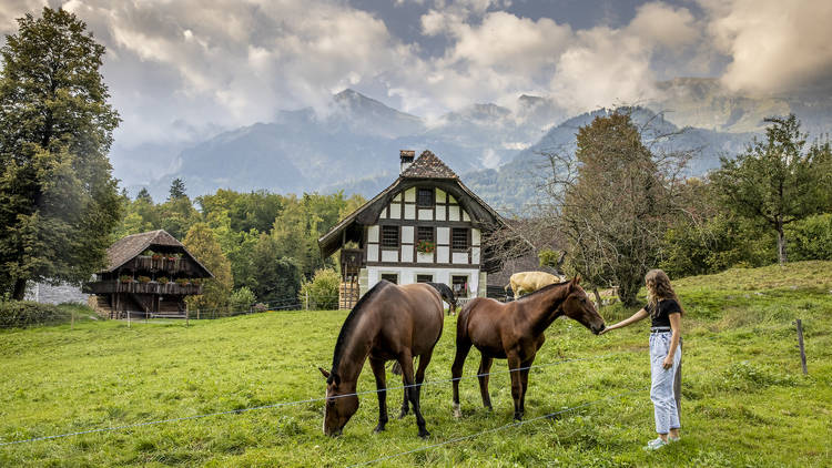 A woman feeds horses in a field with old houses behind them both, at Ballenberg open-air museum.