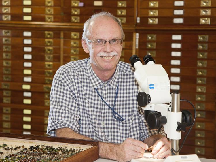 Things you only know if you’re an entomologist at Melbourne Museum