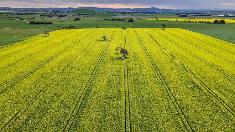 An enormous field of green and yellow farming crops with a few scattered trees