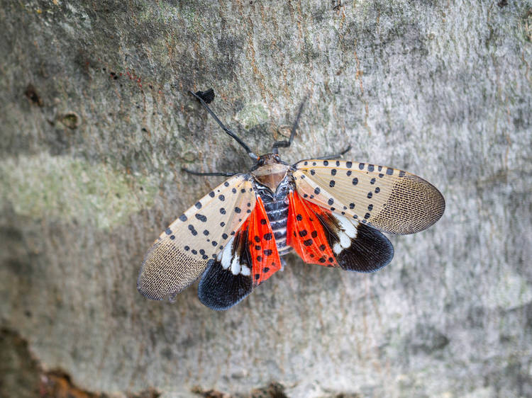 This is a spotted lanternfly—if you see one in NYC, kill it immediately