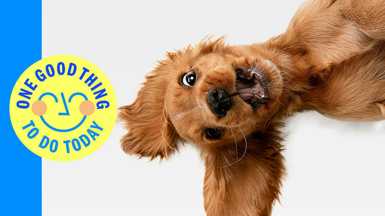 Treat your four-legged friend to a dog café