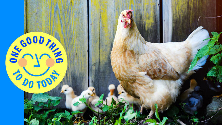 Tour a Finger Lakes Farm Sanctuary