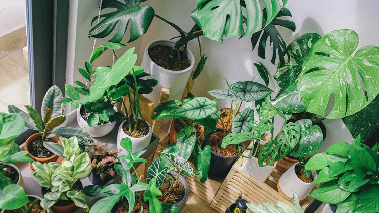 Several potted indoor plants.