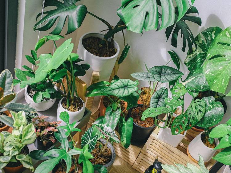 Several potted indoor plants.