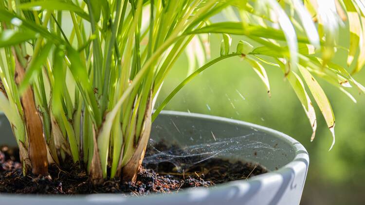 Parlour Palm