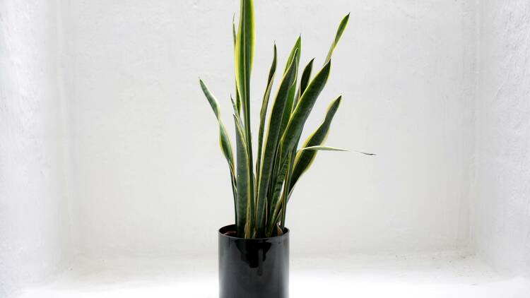 Sansevieria (Snake Plant)