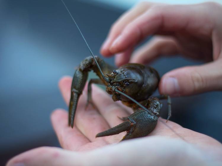 An aquarium worker handling Pinchy the crayfish