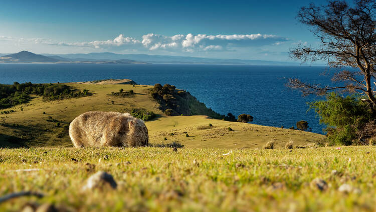 Maria Island, Australia