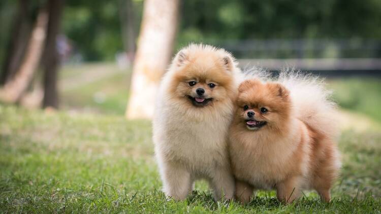 Pomeranian