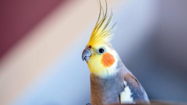 Cockatiel