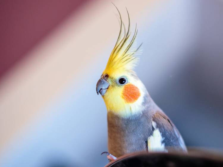 Cockatiel