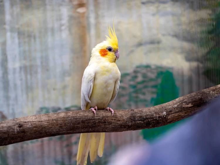 Cockatiel 